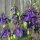 Aquilegia commune (Aquilegia vulgaris) biologica semi