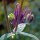 Aquilegia commune (Aquilegia vulgaris) biologica semi