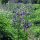 Aquilegia commune (Aquilegia vulgaris) biologica semi