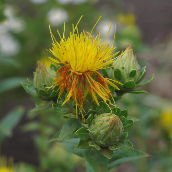 Cartamo (Carthamus tinctorius) biologico semi