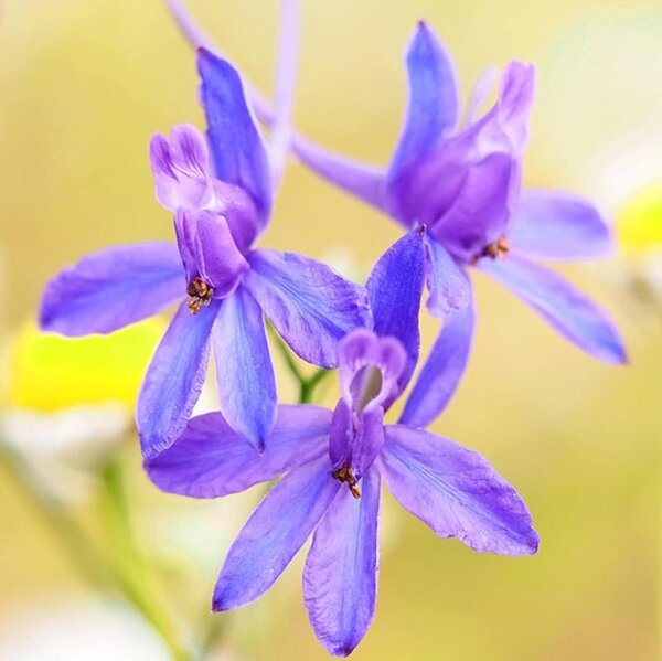 Erba cornetta Galilee mix (Delphinium consolida) biologica semi