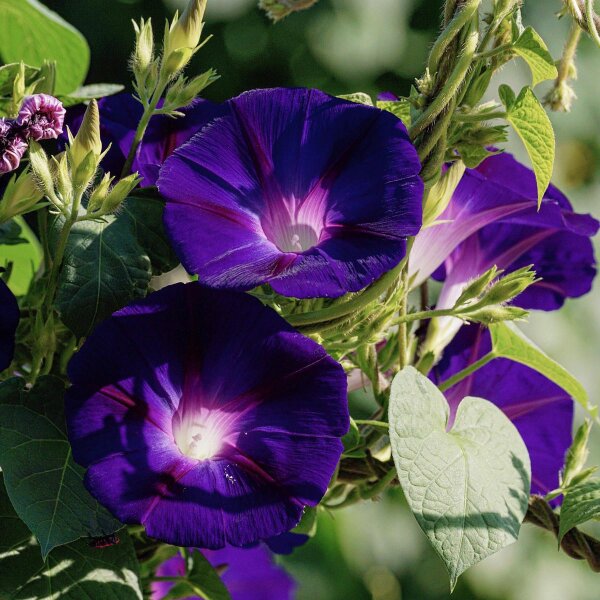 Campanella turchina (Ipomoea purpurea) biologica semi
