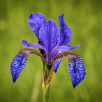 Giaggiolo siberiano (Iris sibirica) biologico semi