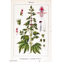 Cardiaca comune (Leonurus cardiaca) semi biologici