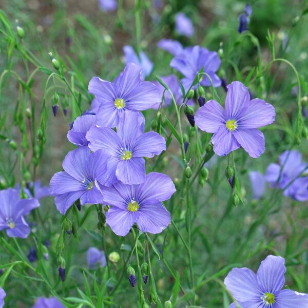 Lino perenne (Linum perenne) biologico semi