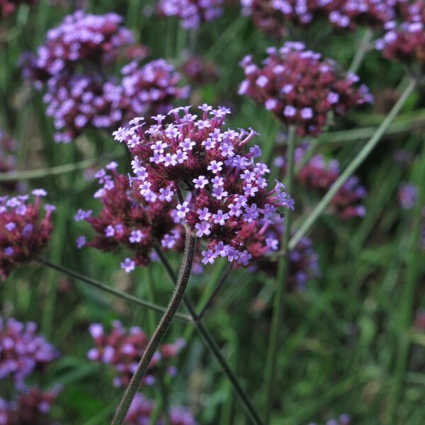 Verbena di Buenos Aires (Verbena bonariensis) biologica semi