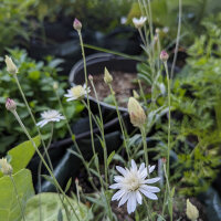 Perpetuini maggiori (Xeranthemum annuum) biologici semi