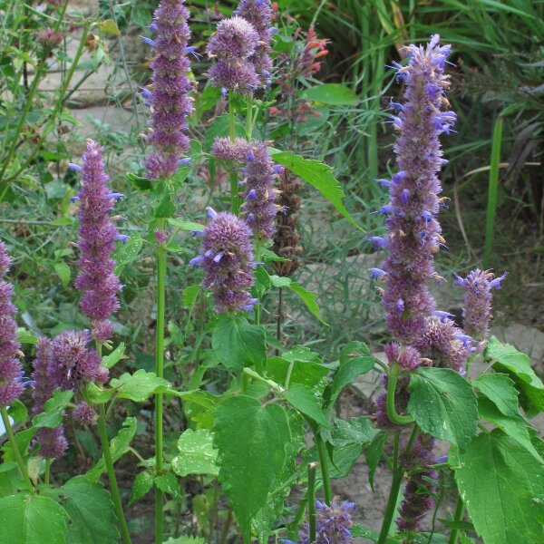 Menta coreana (Agastache rugosa) biologica semi