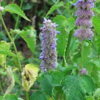 Menta coreana (Agastache rugosa) biologica semi