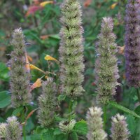Menta coreana (Agastache rugosa) biologica semi