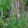 Menta coreana (Agastache rugosa) biologica semi