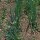 Cipoletta (Allium fistulosum) biologica semi