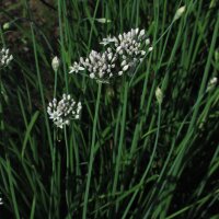 Aglio cinese (Allium tuberosum) biologico semi