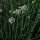 Aglio cinese (Allium tuberosum) biologico semi