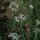 Aglio cinese (Allium tuberosum) biologico semi