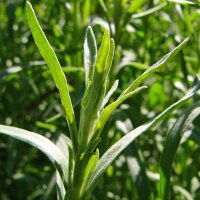 Dragoncello (Artemisia dracunculus) biologico semi