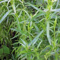 Dragoncello (Artemisia dracunculus) biologico semi