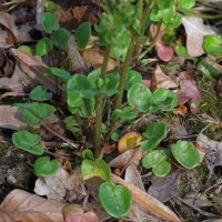 Coclearia medicinale (Cochlearia officinalis) biologica semi