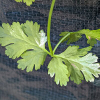 Coriandolo limone Dwarf Lemon (Coriandrum sativum) biologico semi