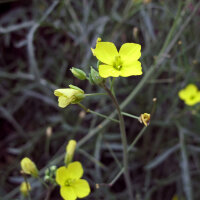 Ruchetta dei muri (Diplotaxis muralis) biologica semi