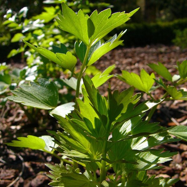 Levistico / Sedano di monte (Levisticum officinale) semi biologici