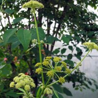 Sedano di monte (Levisticum officinale) biologico semi