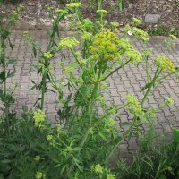 Levistico / Sedano di monte (Levisticum officinale) semi biologici