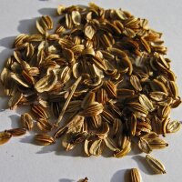 Levistico / Sedano di monte (Levisticum officinale) semi biologici