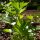Levistico / Sedano di monte (Levisticum officinale) semi biologici