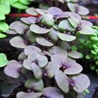 Basilico violetto (Ocimum basilicum) biologico semi
