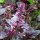 Basilico violetto (Ocimum basilicum) biologico