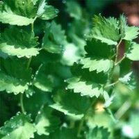 Pimpinella (Sanguisorba minor) biologica semi