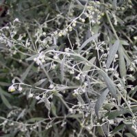 Assenzio maggiore (Artemisia absinthium) biologico semi