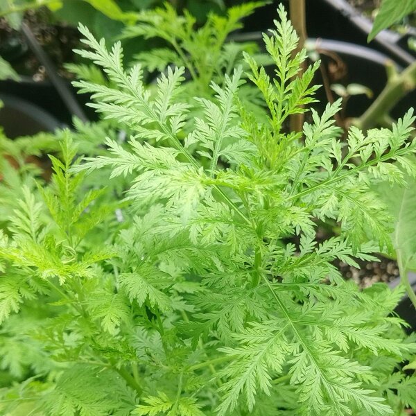 Qing Hao / artemisia annuale (Artemisia annua) biologica semi