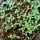 Qing Hao / artemisia annuale (Artemisia annua) biologica semi