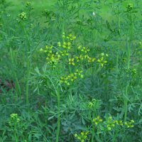 Ruta comune (Ruta graveolens) semi biologici