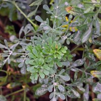 Ruta comune (Ruta graveolens) semi biologici