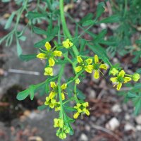 Ruta comune (Ruta graveolens) biologica semi