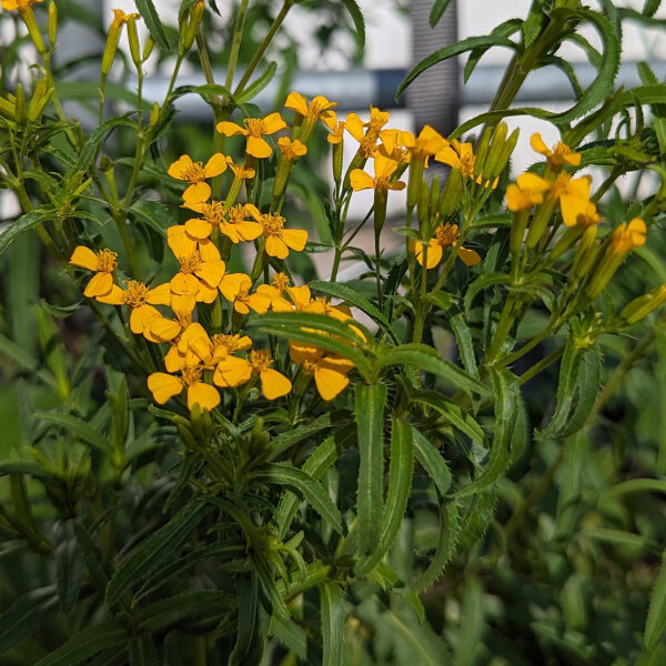 Garofano indiano/ Yauhtli (Tagetes lucida) biologico semi