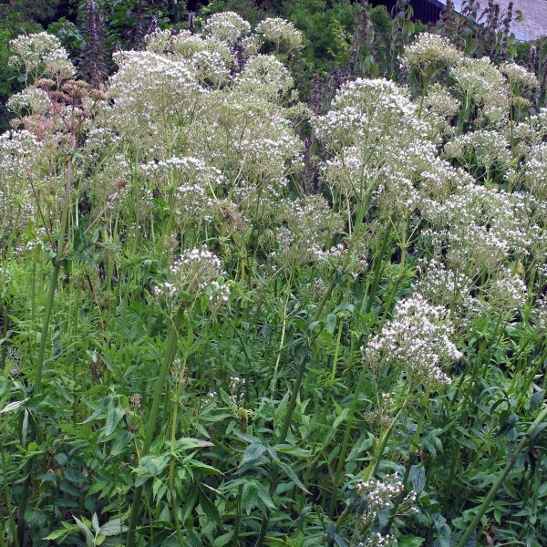 Valeriana comune (Valeriana officinalis) biologica semi