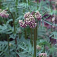 Valeriana comune (Valeriana officinalis) biologica semi