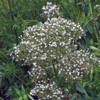 Valeriana comune (Valeriana officinalis) biologica semi