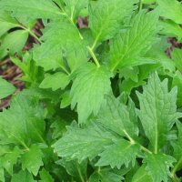 Valeriana comune (Valeriana officinalis) biologica semi