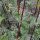 Valeriana comune (Valeriana officinalis) biologica semi