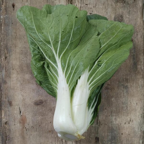Cavolo cinese / pak choi Tai Sai (Brassica rapa, subsp. chinensis) biologico semi