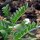 Cece (Cicer arietinum) biologico semi