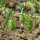 Cece (Cicer arietinum) biologico semi