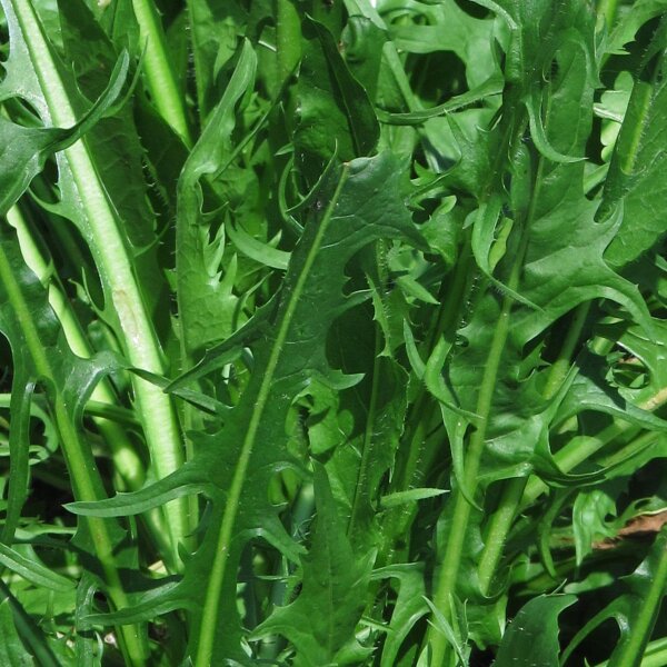 Cicoria di Catalogna frastagliata / Puntarelle (Cichorium intybus var. foliosum) semi biologici