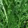 Cicoria di Catalogna frastagliata / Puntarelle (Cichorium intybus var. foliosum) semi biologici