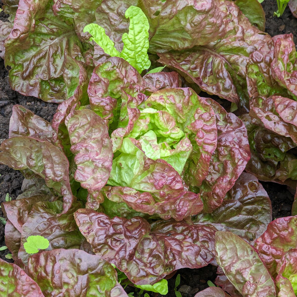Lattuga a cappuccio Meraviglia delle quattro stagioni (Lactuca sativa) semi biologici